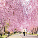 Recommended Sakura-viewing Spots