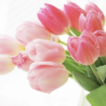 Tulip in Harmony SEND LOVE TO JAPAN