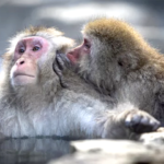 Experience Japan's Winter Wonderland on a Special Snow Monkey Tour