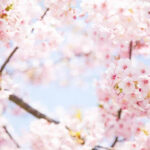 2024 Spring Cherry Blossom Tour!