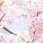Enjoy the Cherry Blossoms of Japan in the Spring of 2024!