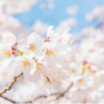 Glendale Cherry Blossom Celebration: March 17th (Sunday) - Featuring Kawachi Ondo!