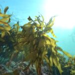 Eden's Seaweed: Traditional Production Methods