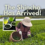 2025 Shincha Has Arrived!
