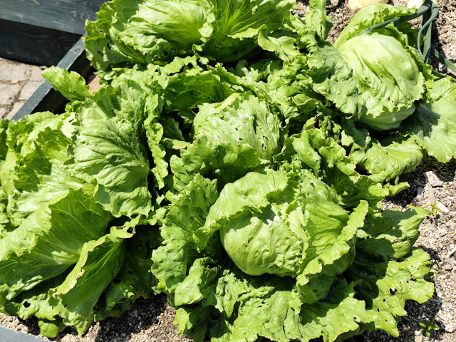 Tatsuya Fujiwara lettuce campaign Japan food waste viral