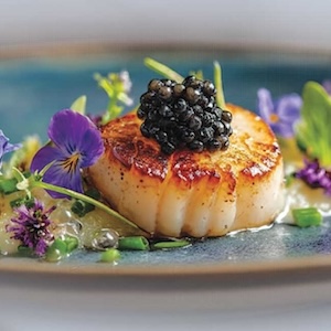 Japanese Scallop