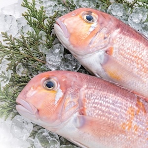 FRESH FISH EXPRESS
