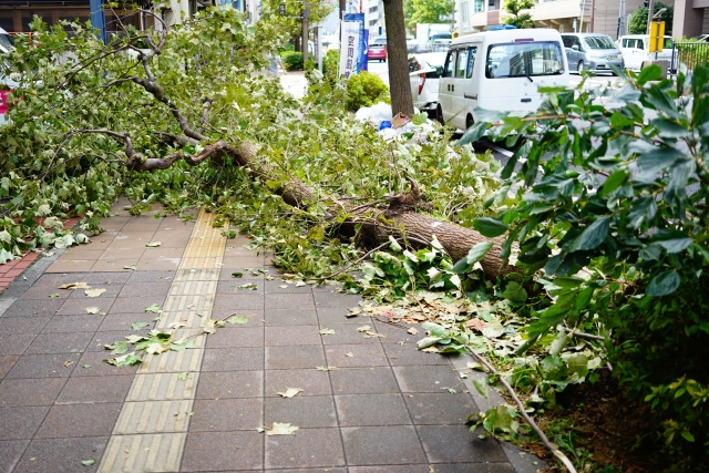 Typhoon Dujuan
